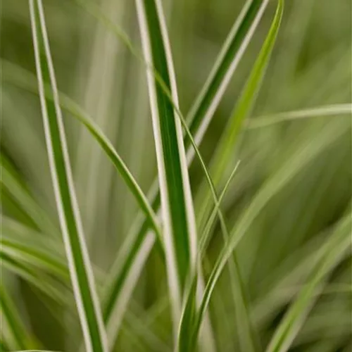 Carex oshimensis Everest