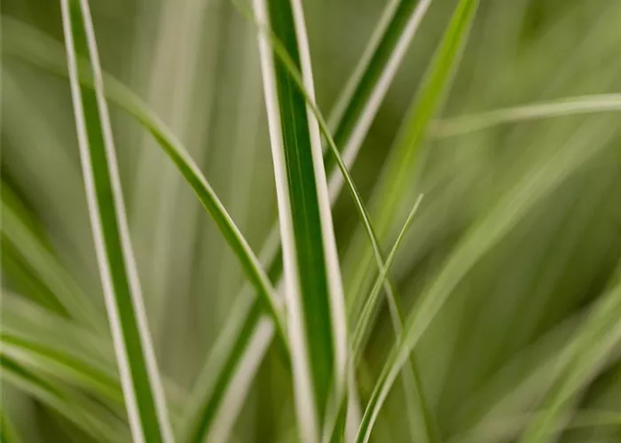 Carex oshimensis Everest