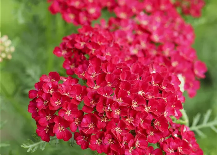 Achillea millefolium Pomegranate
