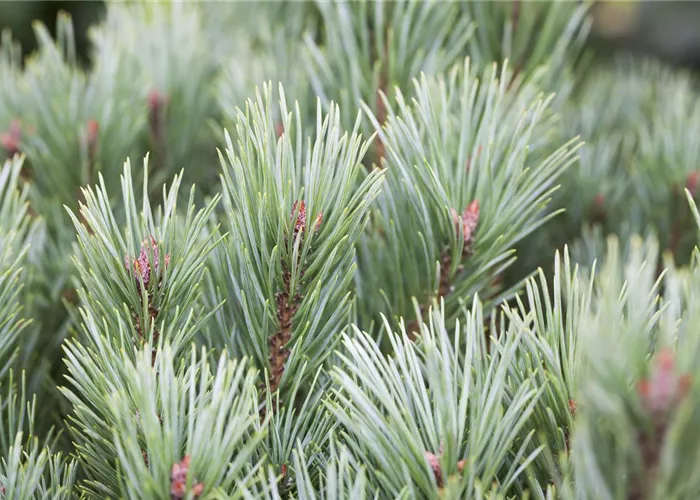 Pinus sylvestris watereri