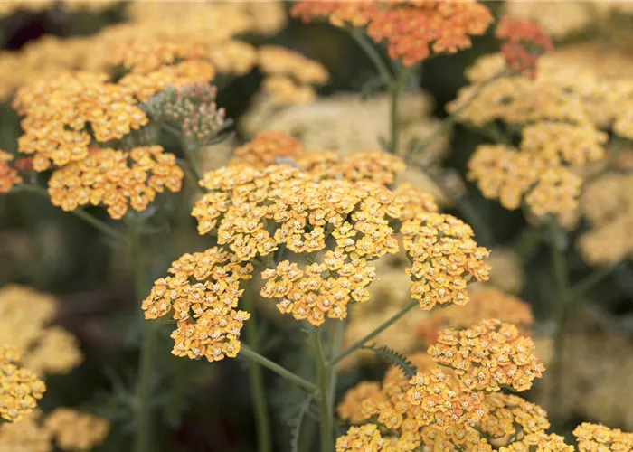 Achillea millefolium Terracotta
