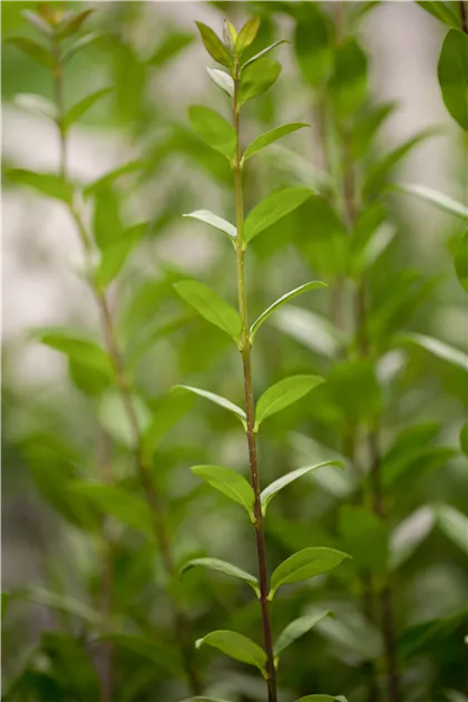 Ligustrum vulgare Atrovirens