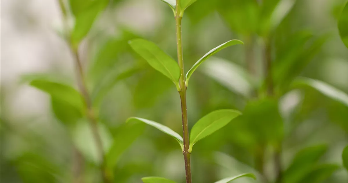 Ligustrum vulgare Atrovirens