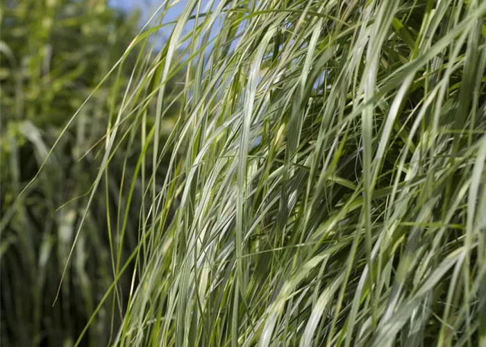 Miscanthus sinensis Zebrinus