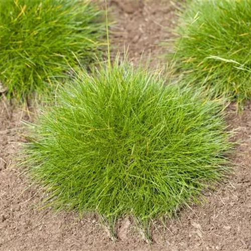 Festuca gautieri