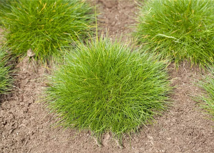 Festuca gautieri
