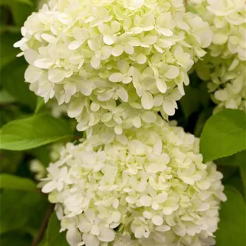Hydrangea paniculata Limelight