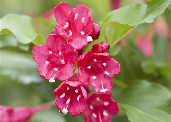 Weigela Red Prince