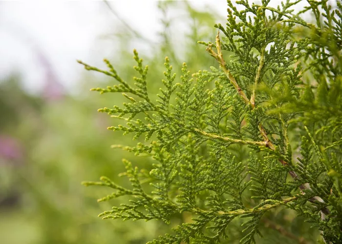 Thuja occidentalis brabant