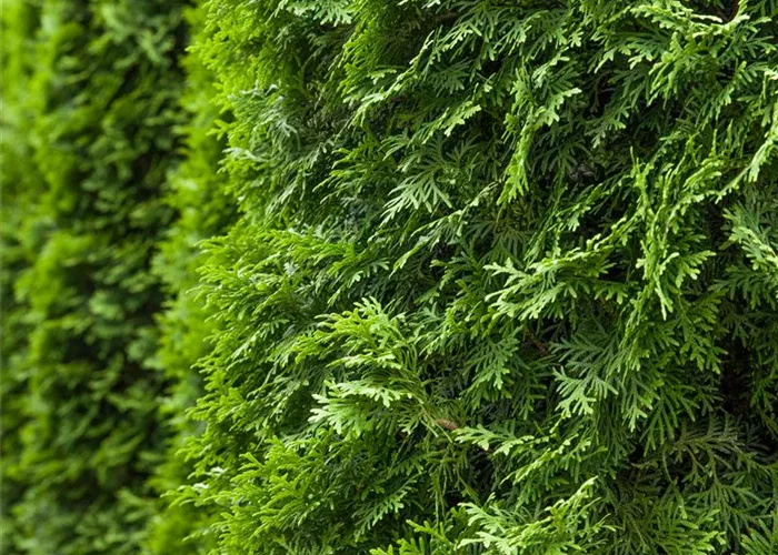 Thuja occidentalis columna