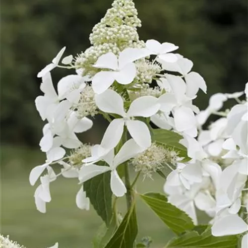 Hydrangea paniculata Kyushu