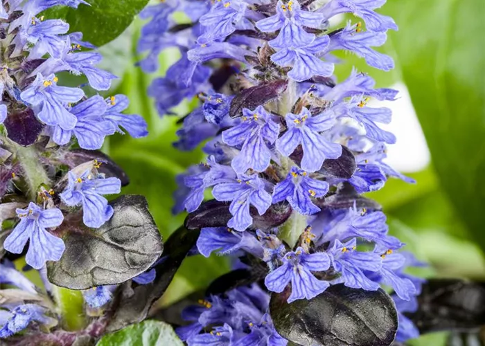 Ajuga reptans Ajuga reptans