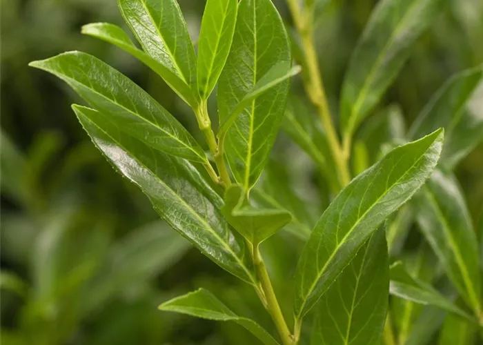 Prunus laurocerasus caucasica