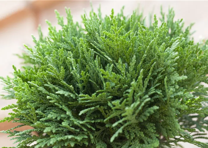 Thuja occidentalis danica