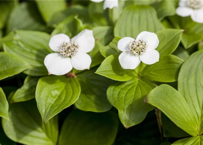 Cornus canadensis