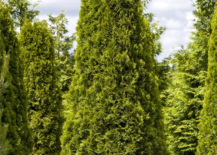 Thuja occidentalis smaragd