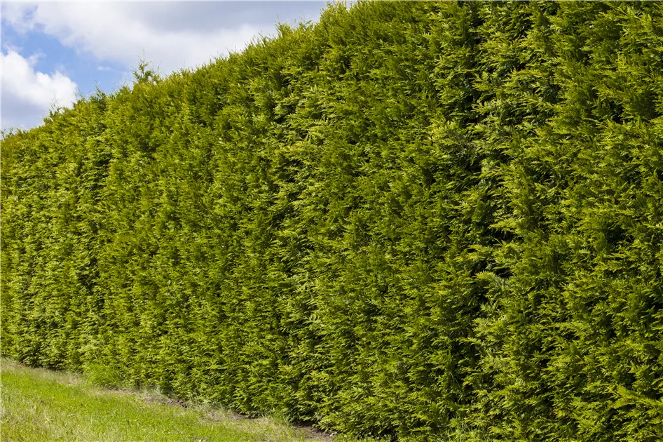 Thuja occidentalis smaragd