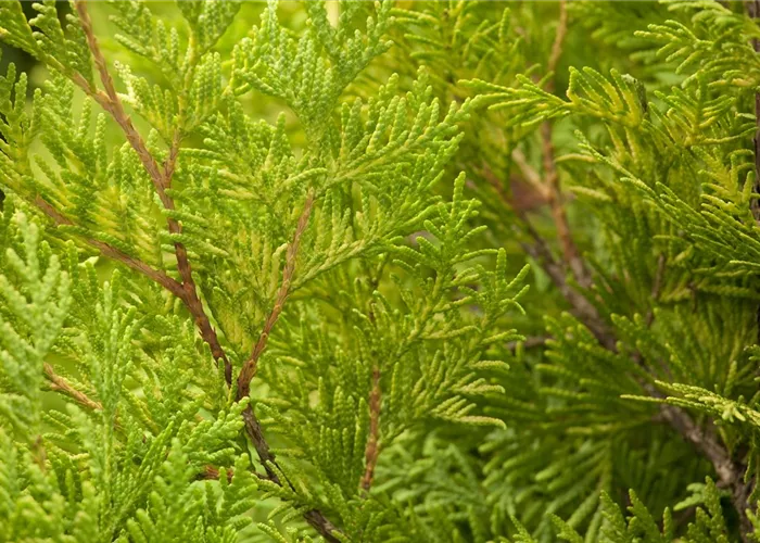 Thuja occidentalis sunkist