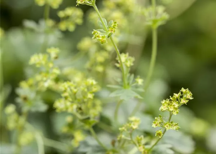 Alchemilla erythropoda Alchemilla erythropoda