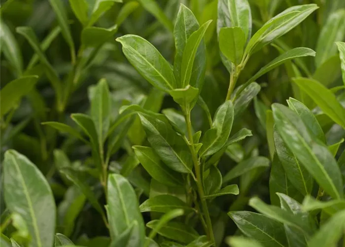 Prunus laurocerasus Herbergii