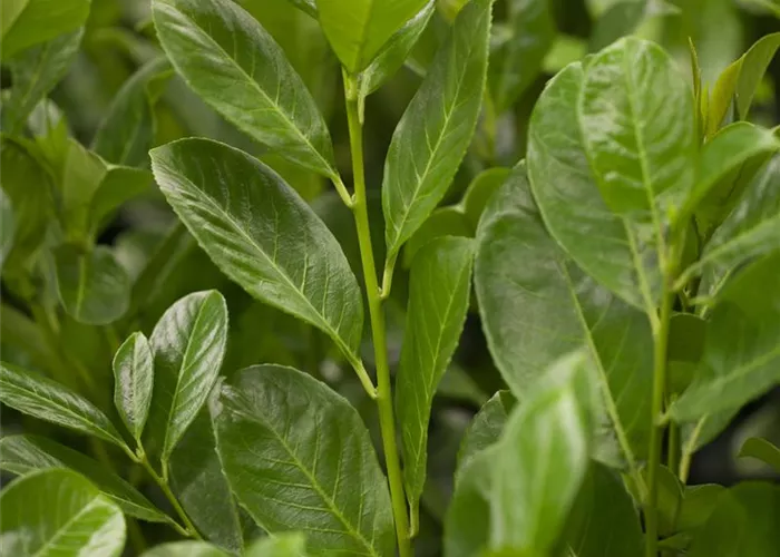 Prunus laurocerasus Rotundifolia