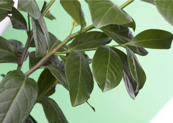 Prunus laurocerasus Novita