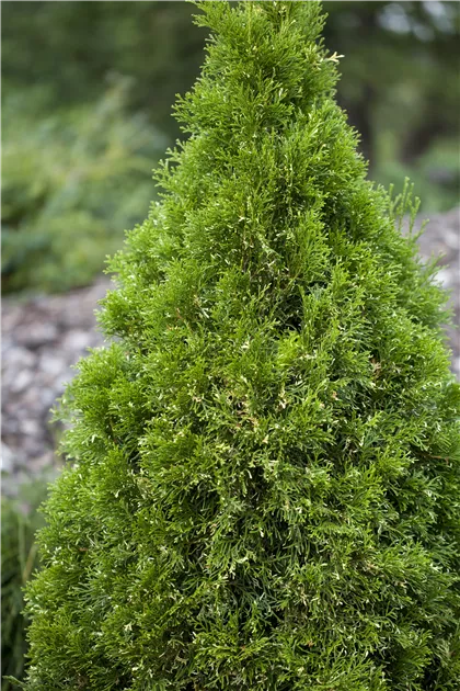 Thuja occidentalis