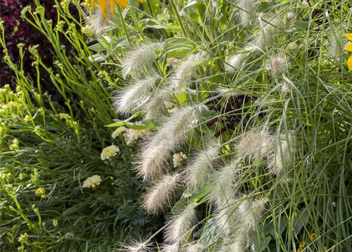 Pennisetum alopecuroides Hameln