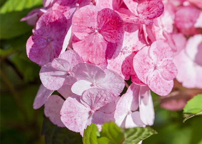 Hydrangea serrata Preziosa