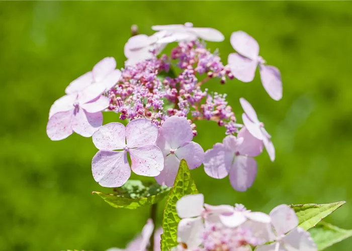 Hydrangea serrata Bluebird