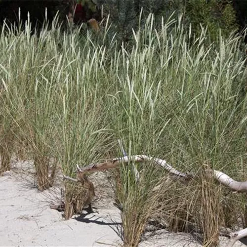 Ammophila arenaria