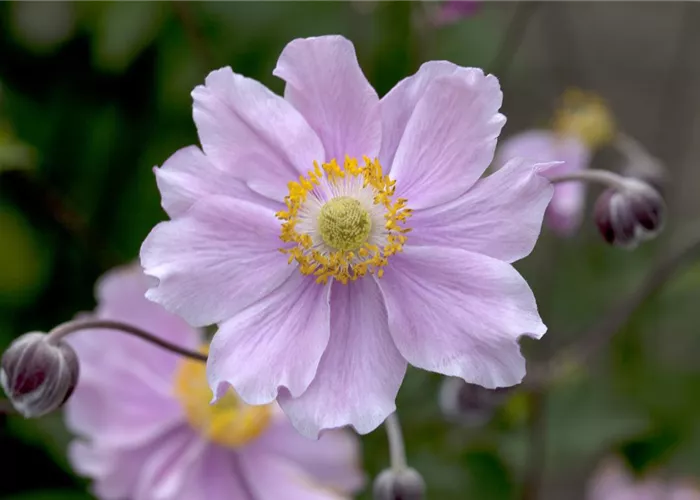 Anemone hupehensis September Charm