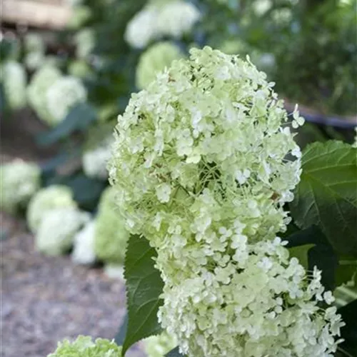 Hydrangea arborescens Annabelle