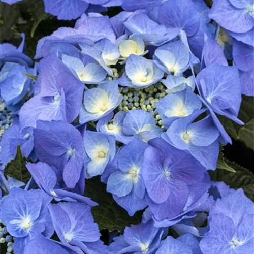 Hydrangea macrophylla Blaumeise