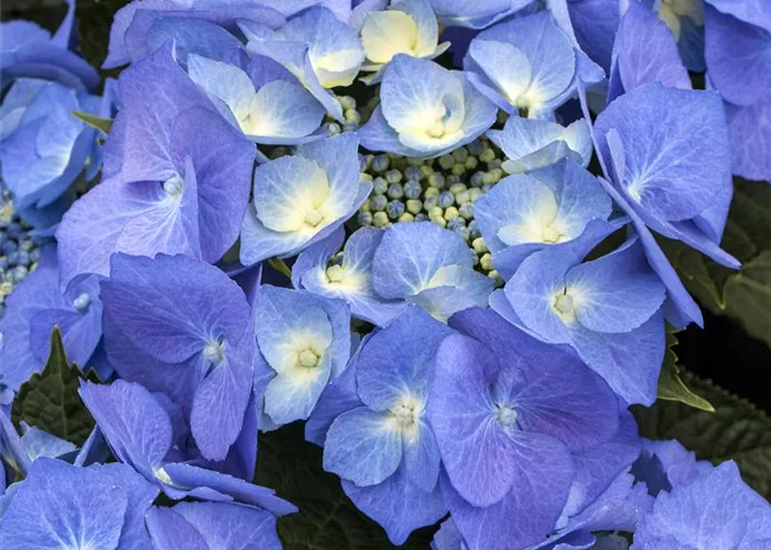 Hydrangea macrophylla Blaumeise