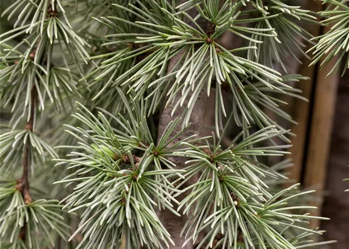 Cedrus atlantica Glauca Pendula