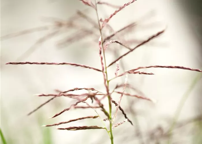 Miscanthus sinensis Ferner Osten
