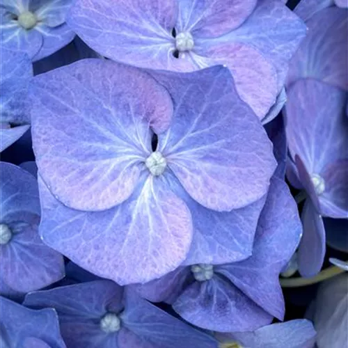 Hydrangea macrophylla Bela