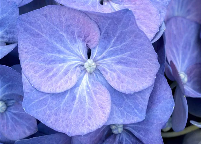 Hydrangea macrophylla Bela