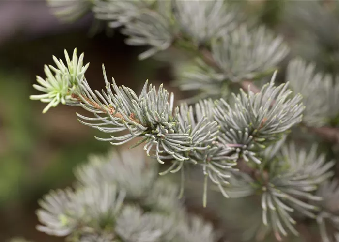 Cedrus atlantica glauca