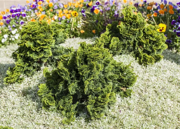 Chamaecyparis obtusa nana gracilis