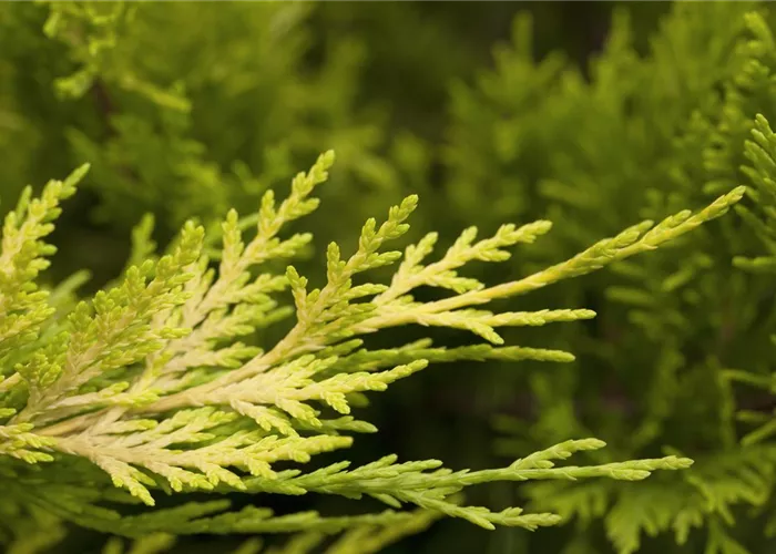 Cupressocyparis leylandii