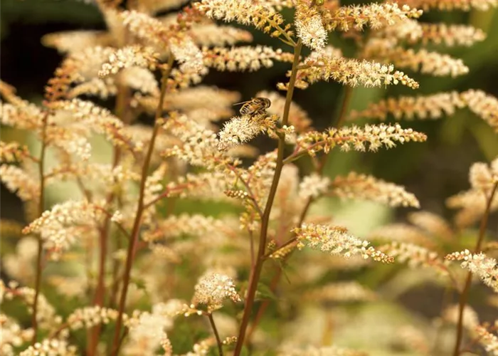 Aruncus aethusifolius