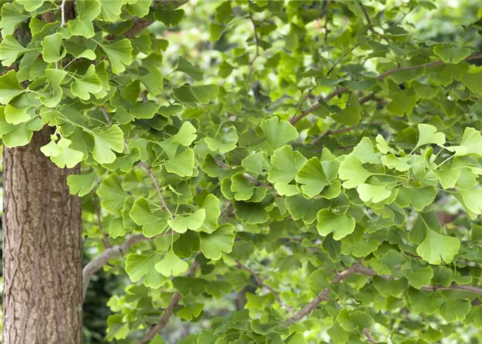Gingko Biloba