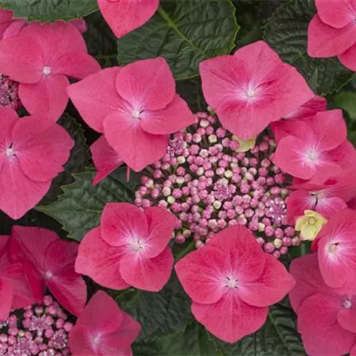 Hydrangea macrophylla Kardinal