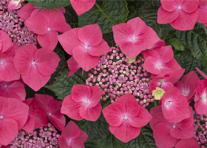 Hydrangea macrophylla Kardinal