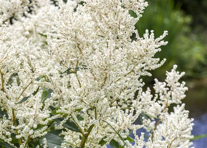 Aruncus dioicus
