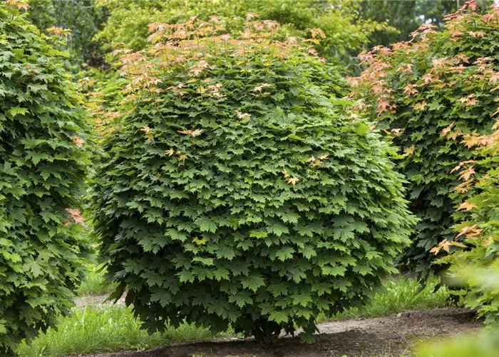 Acer plat. 'Globosum'