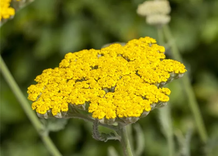 Achillea filipendulina Coronation Gold Achillea filipendulina Coronation Gold