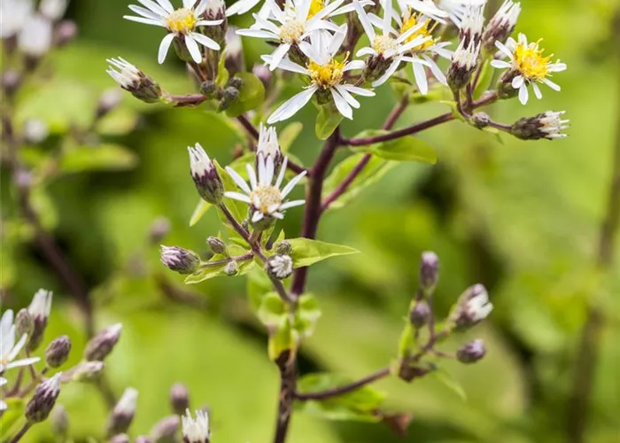 Aster divaricatus